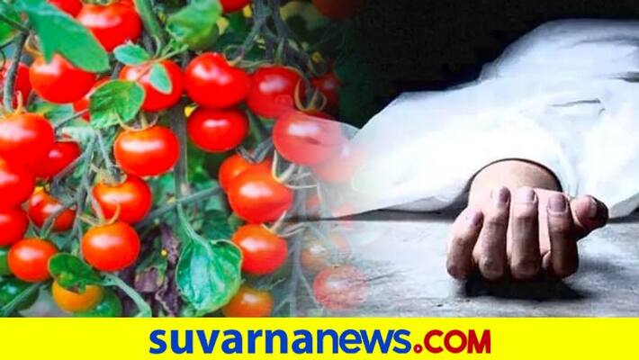 Illegal electric fence around tomato farm Led to death of two people in Karnataka dpl Illegal electric fence around tomato farm Led to death of two people in Karnataka dpl