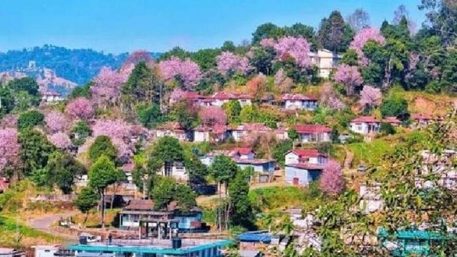 Cherry Blossom Festival Shillong Cherry Blossom Festival Shillong