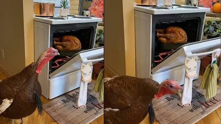 turkey watching another one bake in the oven turkey watching another one bake in the oven