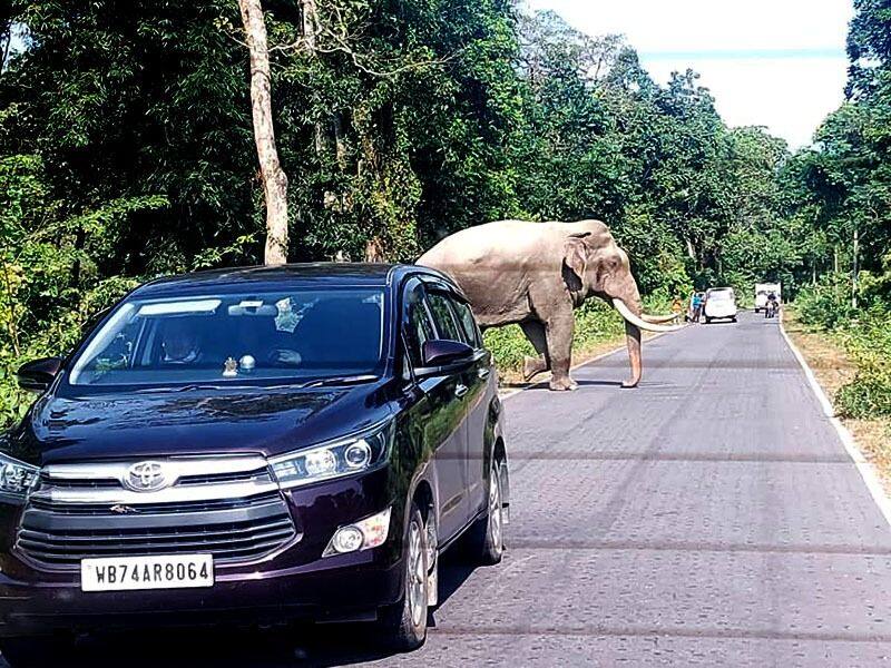 Tourists are Happy to see elephants on the road of Jayanti RTB