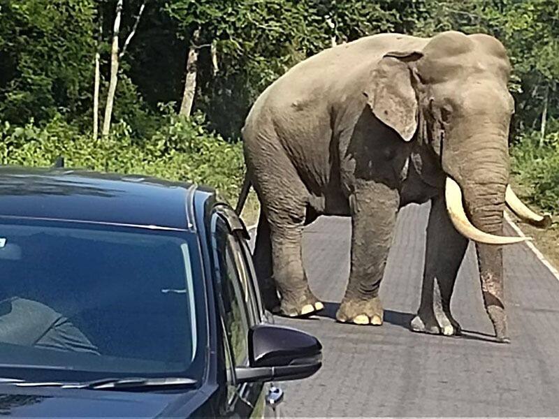 Tourists are Happy to see elephants on the road of Jayanti RTB