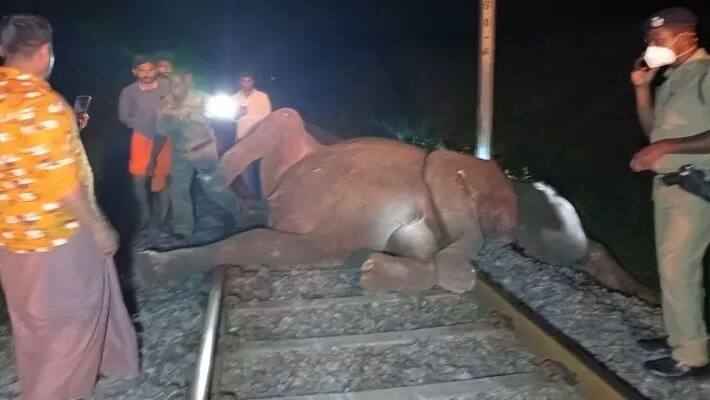 Railways and the Forest Department will work together to avoid wild elephant death in railway track Railways and the Forest Department will work together to avoid wild elephant death in railway track