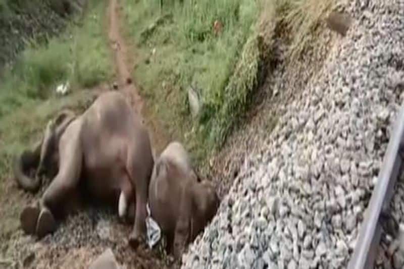 Covai Elephant Death