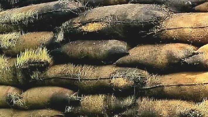 30 thousand paddy bundels were damaged due to rain in thiruvarur 30 thousand paddy bundels were damaged due to rain in thiruvarur