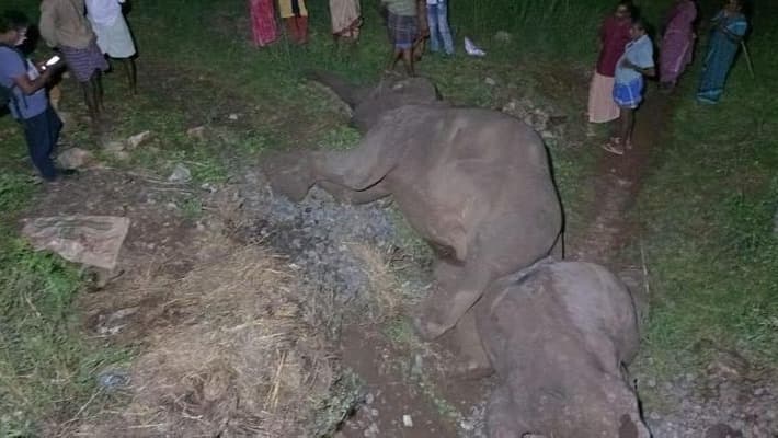 Pregnant Elephant Death Pregnant Elephant Death