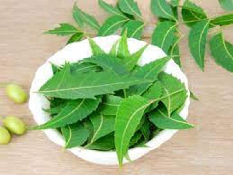 Study finds neem tree-based drugs may help fight COVID