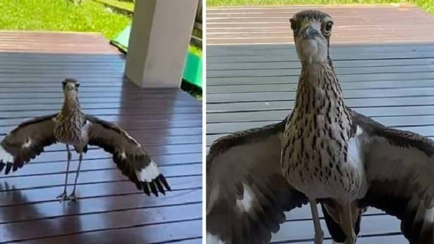 a bird refuses to allow this man to leave his home a bird refuses to allow this man to leave his home