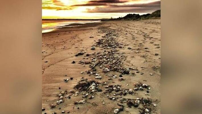 crabs and lobsters found dead between Hartlepool and Robin Hood's Bay crabs and lobsters found dead between Hartlepool and Robin Hood's Bay