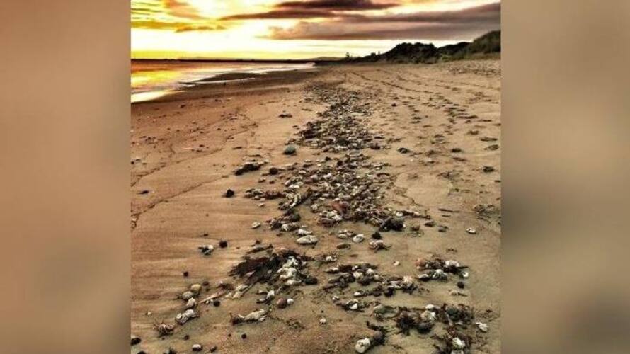 crabs and lobsters found dead between Hartlepool and Robin Hood's Bay crabs and lobsters found dead between Hartlepool and Robin Hood's Bay
