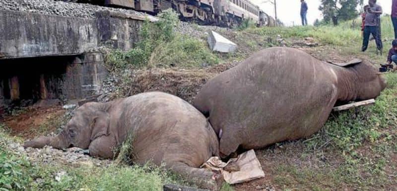 Covai Elephant Death