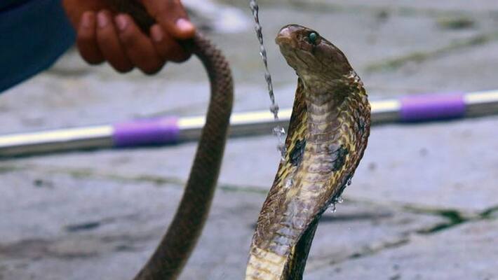 Snake death karnataka Snake death karnataka
