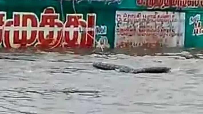 Chennai Rain: Crocodile photo goes viral again Chennai Rain: Crocodile photo goes viral again