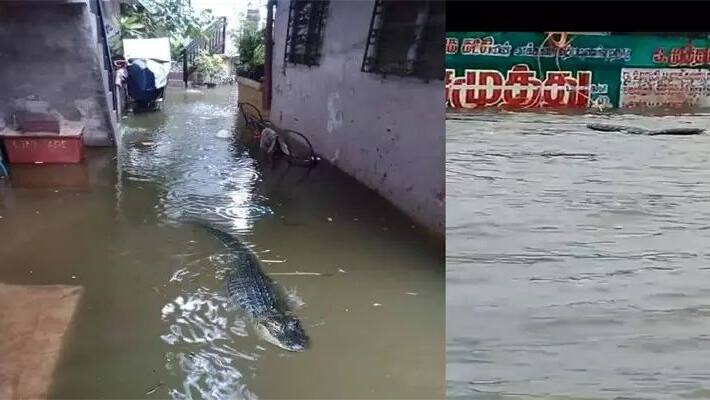 Chengalpattu Collector Statement Chengalpattu Collector Statement