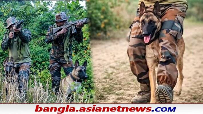 Indian Army Counter-terrorism Unit Welcomes Belgian Malinois Canines ALB Indian Army Counter-terrorism Unit Welcomes Belgian Malinois Canines ALB