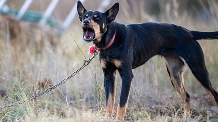 Texas Police arrested the mother who beat her three children with dog chains kpn Texas Police arrested the mother who beat her three children with dog chains kpn