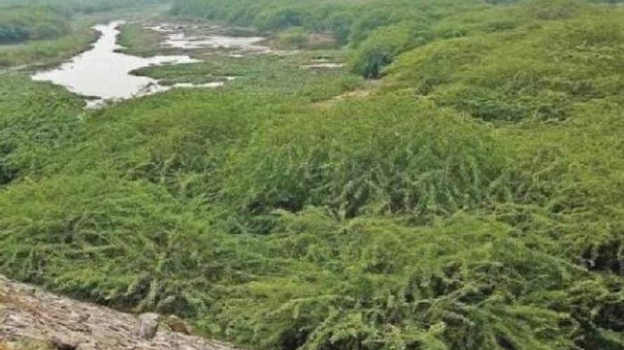 Seemai karuvelam an invasive tree Seemai karuvelam an invasive tree