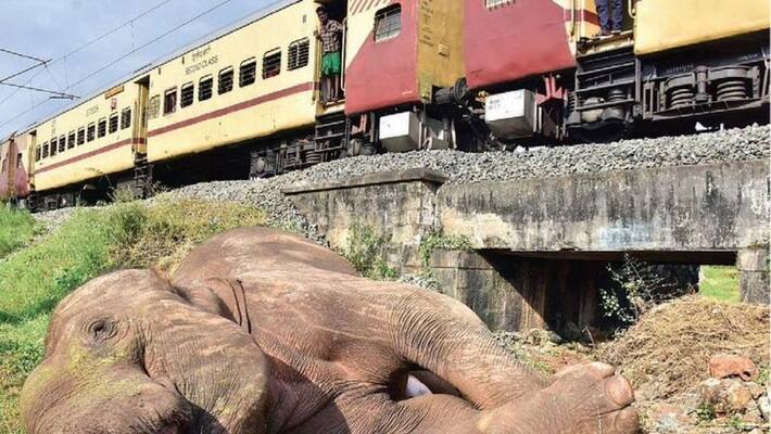 Southern Railway reports on the death of elephants in a train collision in Coimbatore Southern Railway reports on the death of elephants in a train collision in Coimbatore