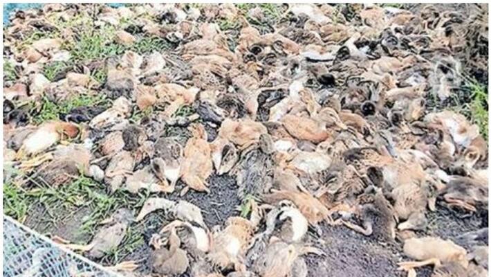 Alappuzha death duck, doubt bird flu Alappuzha death duck, doubt bird flu