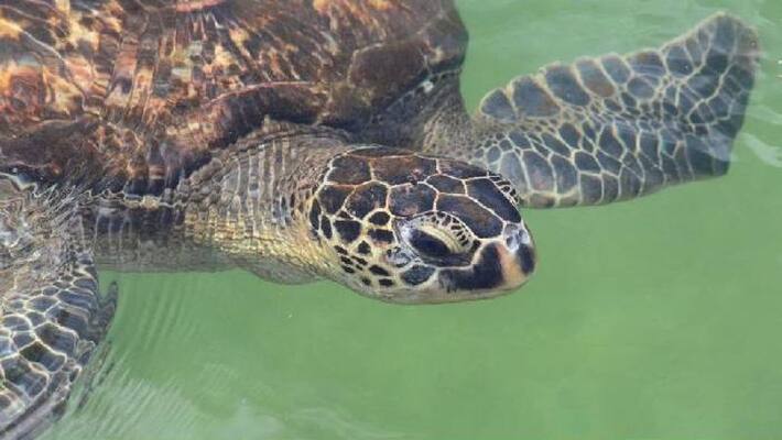poisonous turtle meat consumption seven died in Zanzibar poisonous turtle meat consumption seven died in Zanzibar