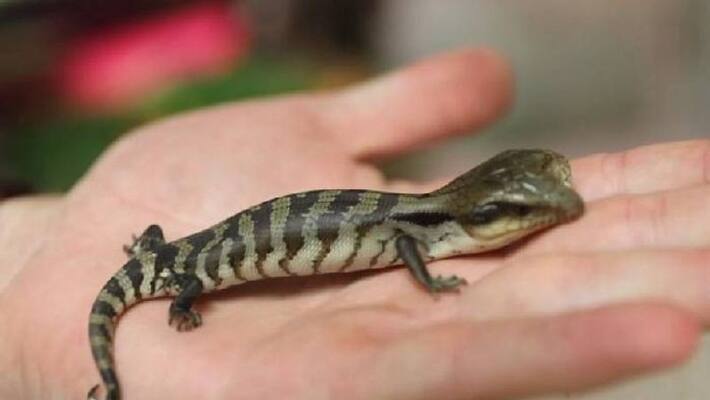 two headed blue tongue lizard found two headed blue tongue lizard found