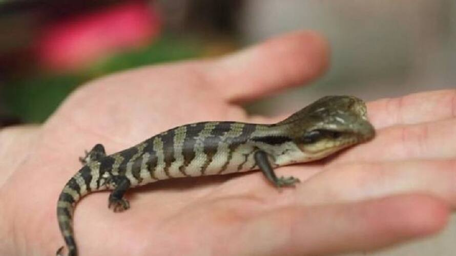 two headed blue tongue lizard found two headed blue tongue lizard found
