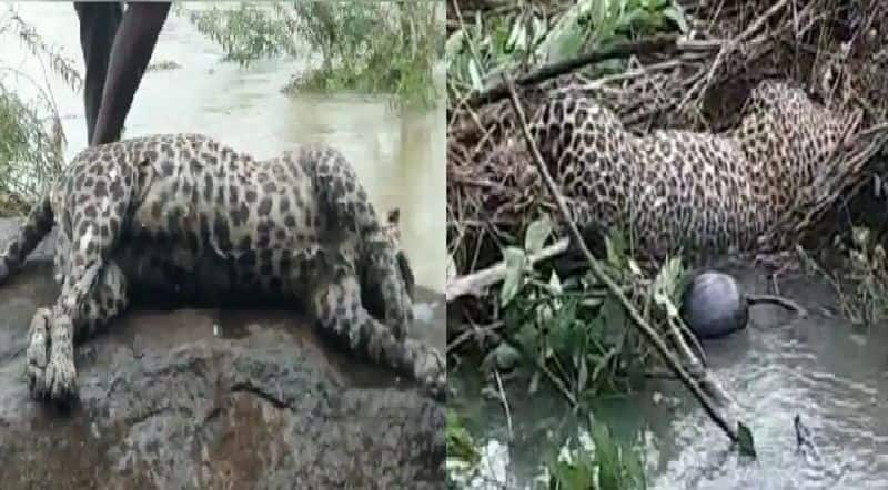 leopard was swept away in the flood in Nellai