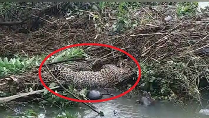 leopard was swept away in the flood in Nellai leopard was swept away in the flood in Nellai