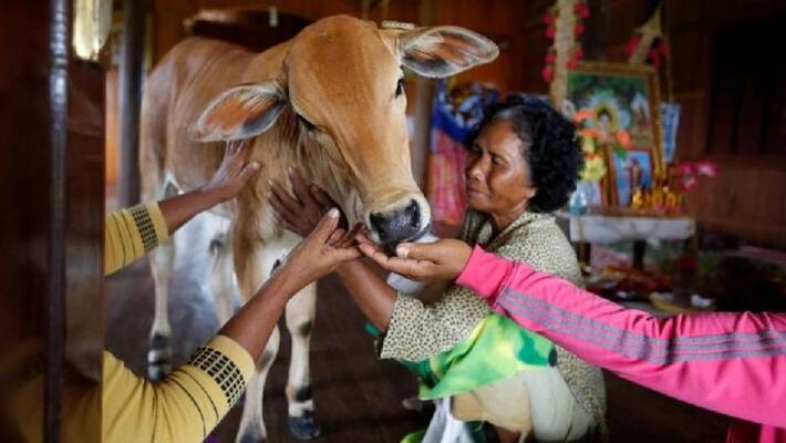 Cambodian Woman Khim Hang Marries Calf Believes it is Her Reincarnated Husband Cambodian Woman Khim Hang Marries Calf Believes it is Her Reincarnated Husband