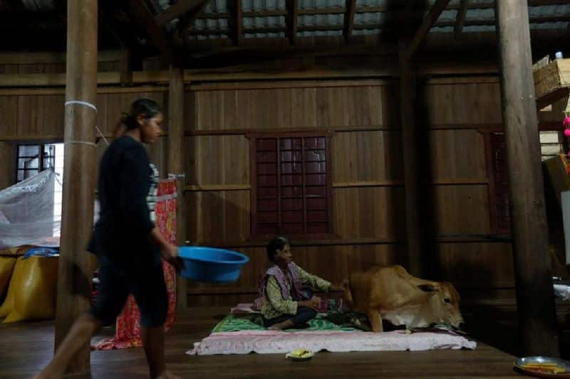 Cambodian Woman Khim Hang Marries Calf Believes it is Her Reincarnated Husband