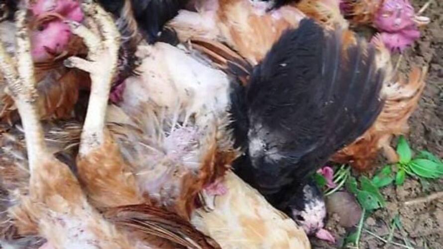 Thirty chickens were bitten by stray dogs in Mannar Thirty chickens were bitten by stray dogs in Mannar