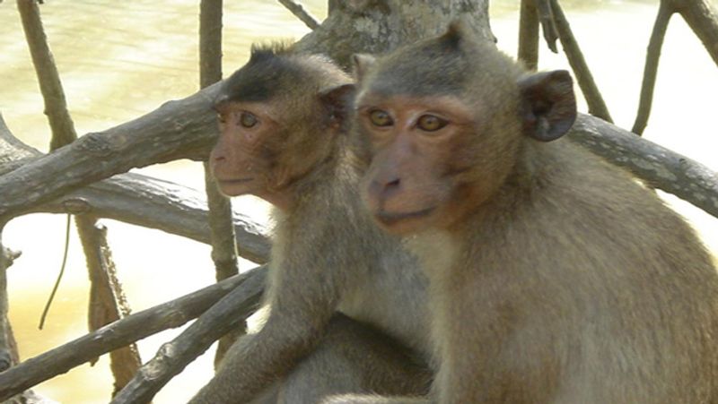 World Aids Day 2021: AIDS also spread in animals, now what research says dva