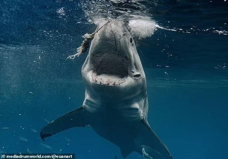 Brutus the most dangerous hunter white shark in the world