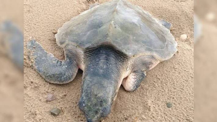 Rare turtle washed up more than 6400 km Rare turtle washed up more than 6400 km