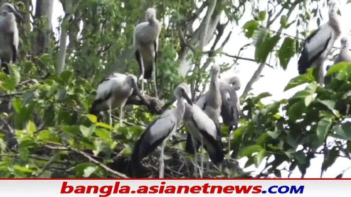 Migratory birds of Malda are now center of attraction Migratory birds of Malda are now center of attraction