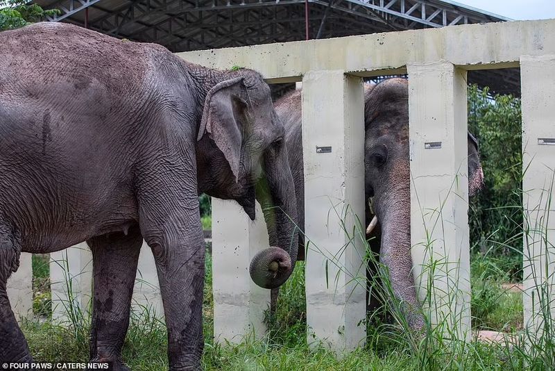 Kaavan is no longer the loneliness elephant in the world