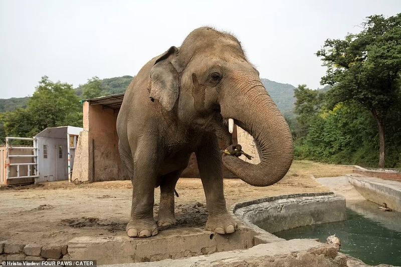 Kaavan is no longer the loneliness elephant in the world