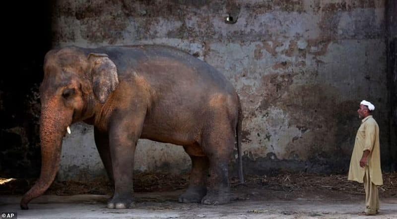 Kaavan is no longer the loneliness elephant in the world