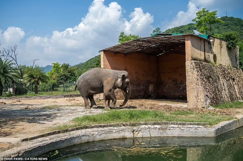 Kaavan is no longer the loneliness elephant in the world