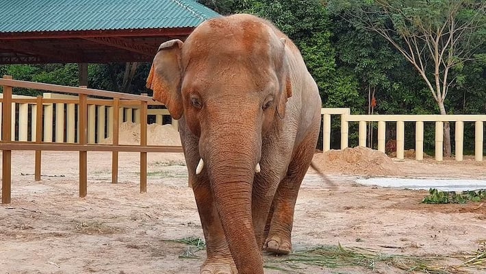 People Trying To kidnap Tumakuru Mutt elephant snr People Trying To kidnap Tumakuru Mutt elephant snr