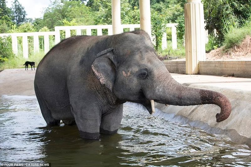 Kaavan is no longer the loneliness elephant in the world