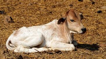 cow ran 5 km for a calf In tamilnadu - bsb cow ran 5 km for a calf In tamilnadu - bsb