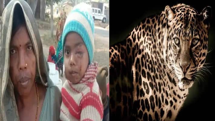 woman fights with leopard to save her baby woman fights with leopard to save her baby
