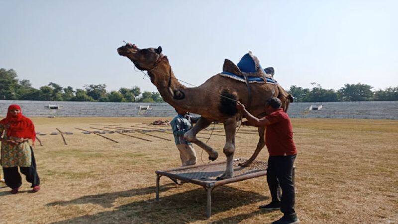 Rajasthan Alwar Sikar Mangilal camel earned 1.25 crore rupees in 10 years and lives in AC drinks milk and ghee spent 15 rupees a month UDT