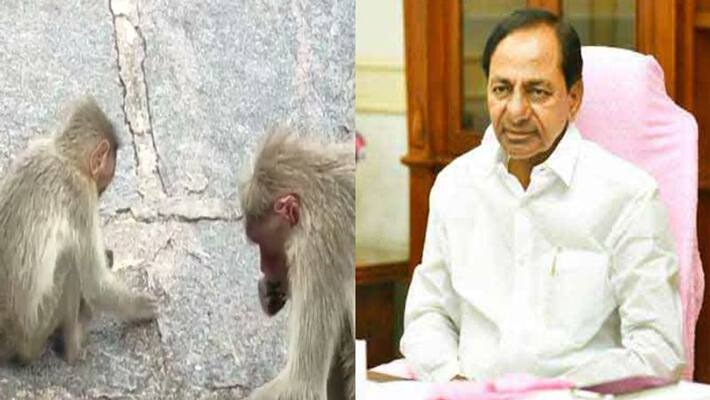 KCR Orders Officials to solve monkey and Wild boars problem in Telangana KCR Orders Officials to solve monkey and Wild boars problem in Telangana