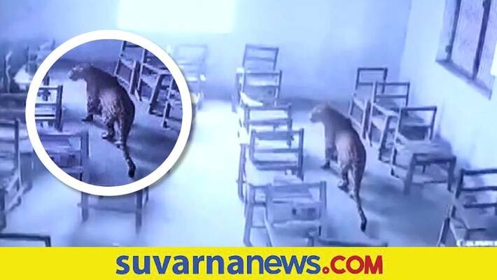 Leopard Strays Into School Attacks Student in Aligarh akb Leopard Strays Into School Attacks Student in Aligarh akb