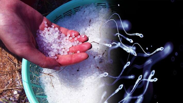 Plastic from Sperm, chinese university creates biodegradable plastic from salmon sperm Plastic from Sperm, chinese university creates biodegradable plastic from salmon sperm
