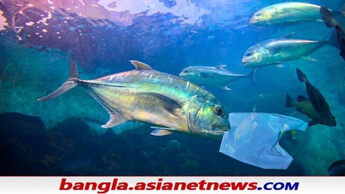 Chinese scientists create eco-friendly alternative Plastic from Salmon sperm ALB Chinese scientists create eco-friendly alternative Plastic from Salmon sperm ALB