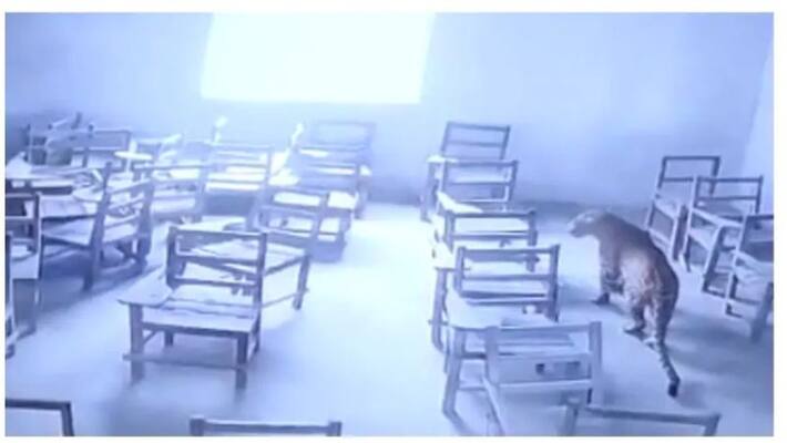Leopard attacks student after entering college in Aligarh Leopard attacks student after entering college in Aligarh