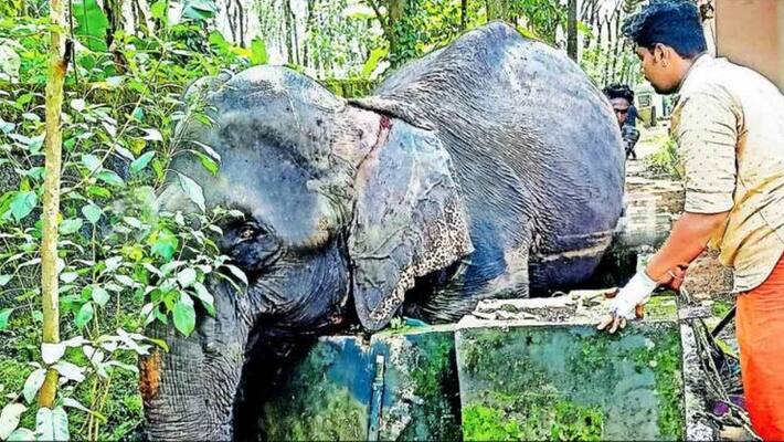 elephant trapped in well at kottayam thuruthipally elephant trapped in well at kottayam thuruthipally