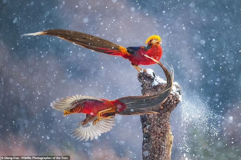 peoples choice award Natural History Museum s Wildlife Photographer of the Year Award